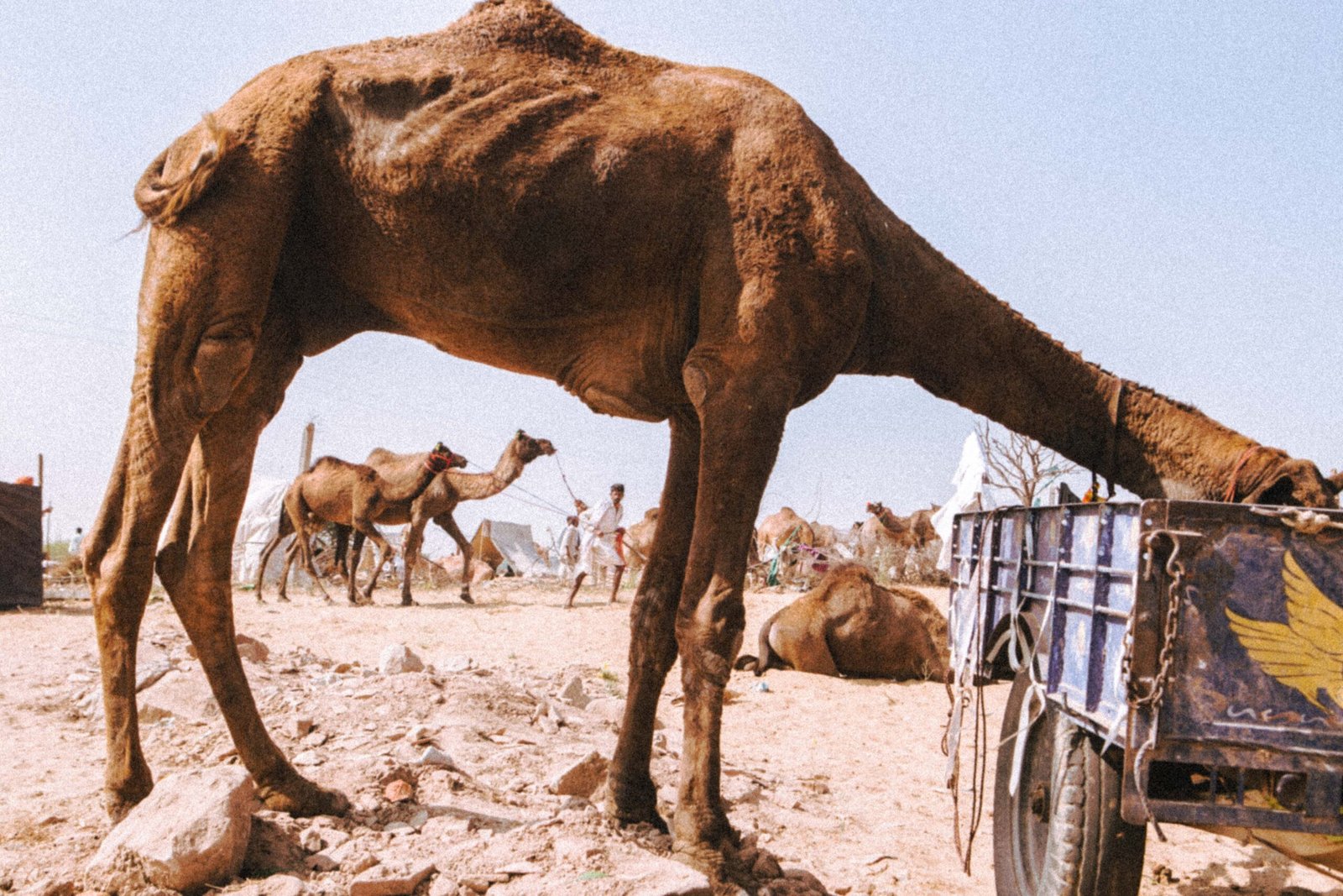 camel fair india